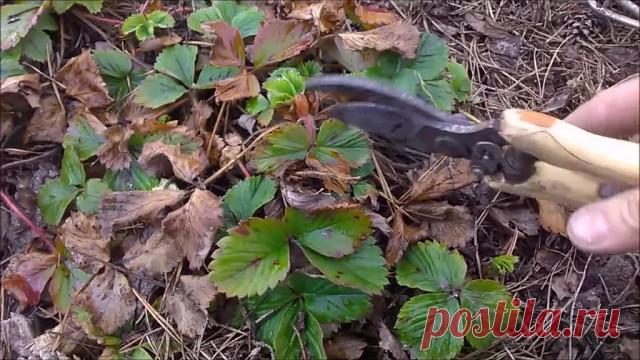 КЛУБНИКА ВЕСНОЙ. БОЛЕЗНИ И ВРЕДИТЕЛИ КЛУБНИКИ

Весной для более раннего получения урожая клубнику укрывают пленкой, в этом случае ягоды поспевают на 10-12 дней раньше. Клубнику очищают от старых листьев, опрыскивают от вредителей и болезней. Очень полезно рыхление  почвы вокруг клубники. В это время корни растения задыхаются в мокрой земле от недостатка кислорода. К тому же зимой корни часто морозом выпирает из земли, нужно их присыпать почвой. Одновременно можно удалить л...