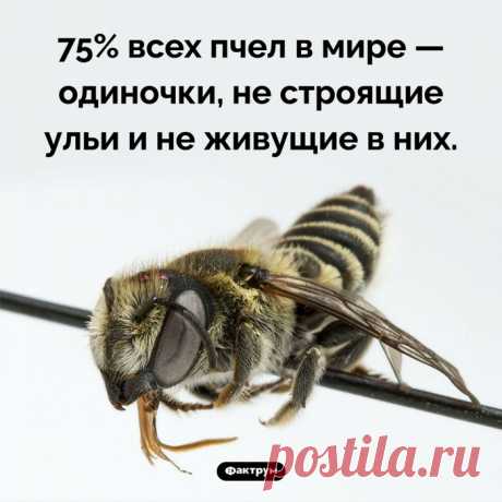 Интересные факты о животных