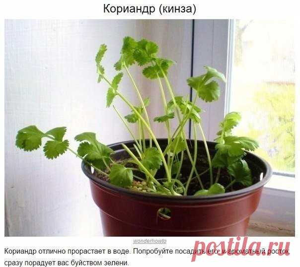 8 овощей, которые можно купить один раз, а потом выращивать всегда