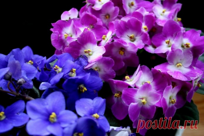 6 ОСНОВНЫХ БОЛЕЗНЕЙ ФИАЛОК