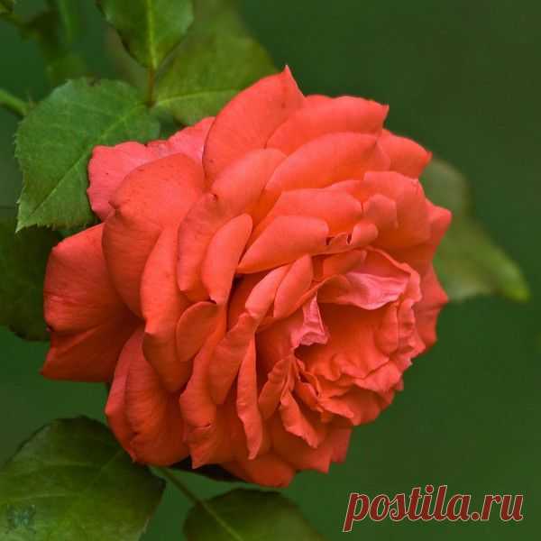 Роза.