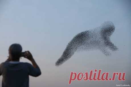 EmoSurf.com