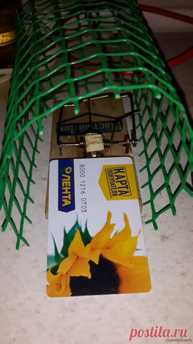 Кредитная карта в борьбе с мышами мышеловка Старинная русская забава – борьба с … нет, не с теми с кем вы подумали, а с мышами. Каждую осень мышиные выводки переселяются поближе к человеку, в его дом, где тепло и есть что покушать. Это почему-то не нравится хозяевам и начинается борьба. Мне лично это не нравится потому, что мышки не