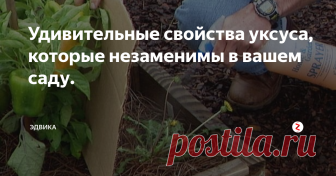Удивительные свойства уксуса, которые незаменимы в вашем саду. Знаете ли вы, на что способен уксус?
Как использовать уксус в саду?
Он убивает сорняки. Настало время перестать выбрасывать деньги на  вредные химикаты, чтобы избавиться от сорняков вместо этого вылейте  белый или яблочный уксус прямо на нежелательное растение. Уксусная  кислота приостановит рост сорняков не вредя почве. Эта кислота хороша  тем, что вытягивает влагу из листьев, тем самым убивая ра