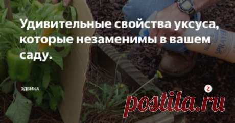 Удивительные свойства уксуса, которые незаменимы в вашем саду. Знаете ли вы, на что способен уксус?
Как использовать уксус в саду?
Он убивает сорняки. Настало время перестать выбрасывать деньги на  вредные химикаты, чтобы избавиться от сорняков вместо этого вылейте  белый или яблочный уксус прямо на нежелательное растение. Уксусная  кислота приостановит рост сорняков не вредя почве. Эта кислота хороша  тем, что вытягивает влагу из листьев, тем самым убивая ра