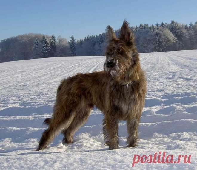 ПИКАРДИЙСКАЯ ОВЧАРКА