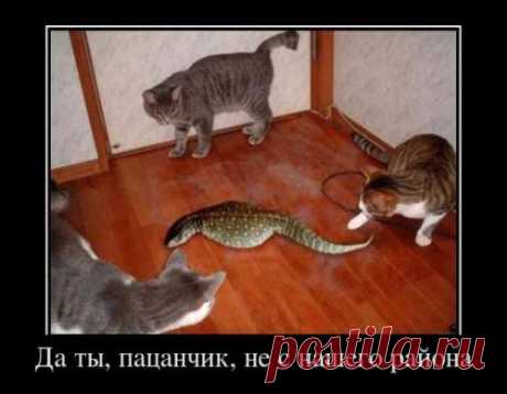 Демотиваторы | Позитив в картинках и не только