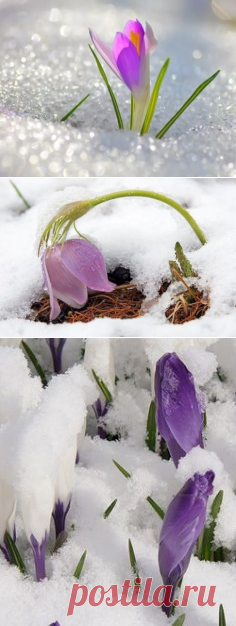 Где-то под снегом уже дышит Весна, Первым подснежником, первой капелью. Скоро она пробудится от зимнего сна, И распрощается с снежной метелью....ТЕ