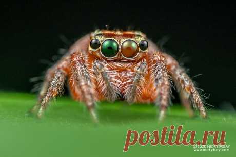 Jumping spider (Pancorius sp.) - DSC_7445 View more at Salticidae Checklist: Jumping Spiders  www.nickybay.com