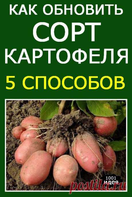 Как обновить сорт картофеля: 5 способов | Тысяча и одна идея