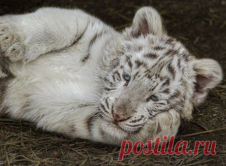 МАЛЕНЬКИЙ ФИЛОСОФ