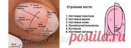 Диагностика по ногтям | Центр тибетской медицины КУНПЕН ДЕЛЕК