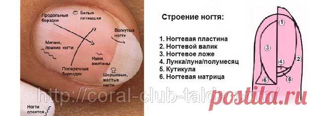 Диагностика по ногтям | Центр тибетской медицины КУНПЕН ДЕЛЕК