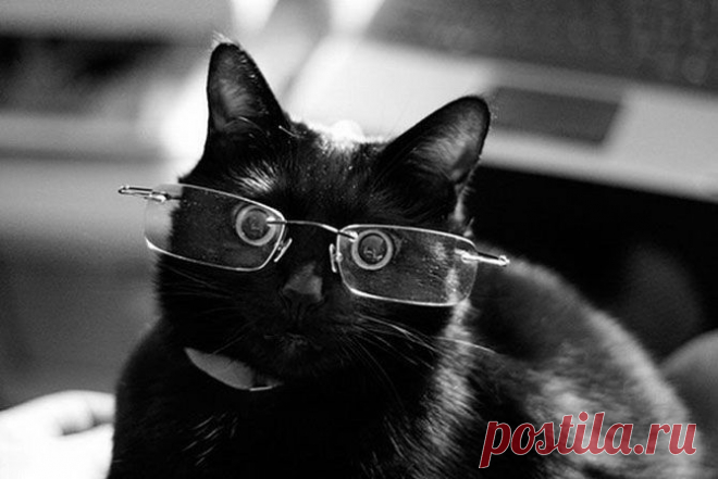 Ученый кот.