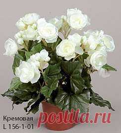 Бегония, h 36, цвет - жёлтый