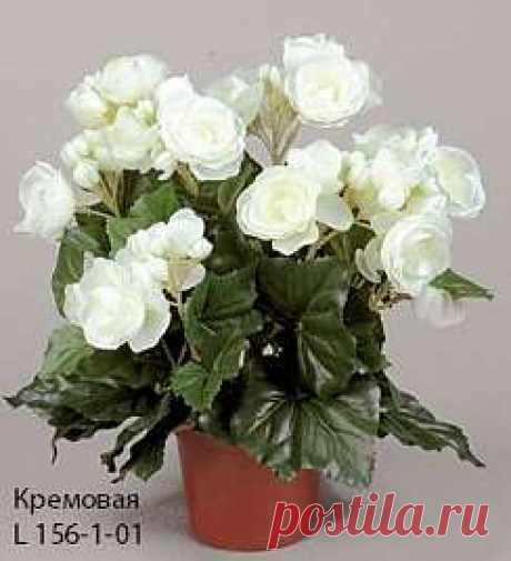 Бегония, h 36, цвет - жёлтый