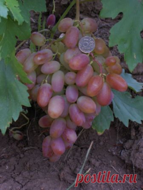 Виноград (сорт 'Юбилей Новочеркасска')