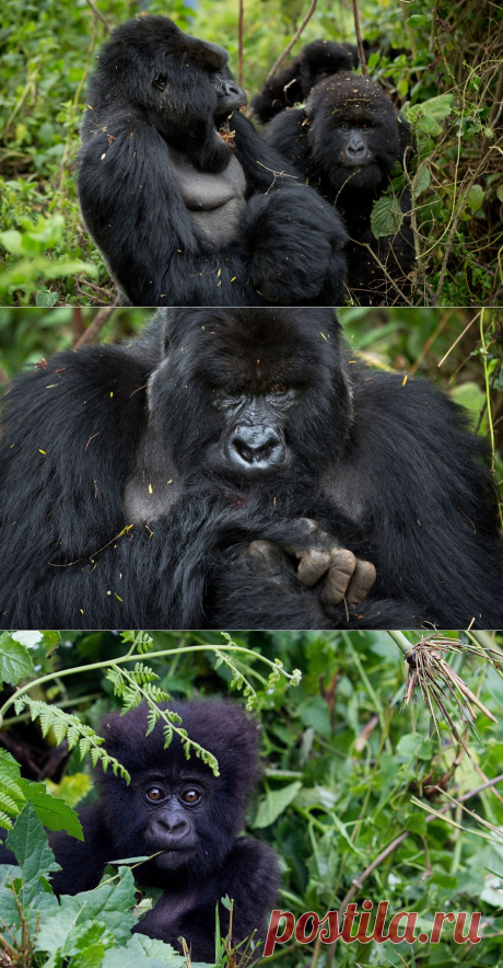Интересное о горных гориллах