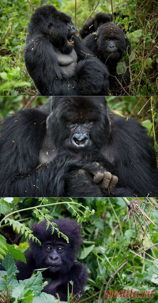 Интересное о горных гориллах