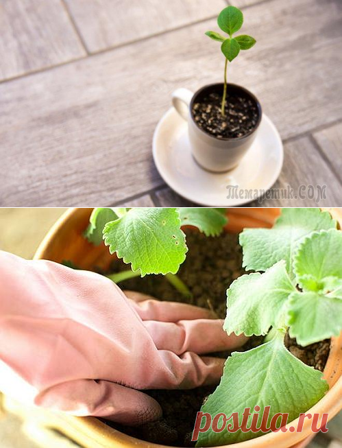 Чай и кофе в цветочном горшке – полезно ли это для растения?