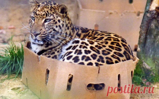 Почему кошки любят прятаться в коробки