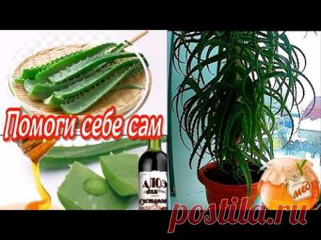 Лечим СУСТАВЫ - НАСТОЙКИ СОКА АЛОЭ с МЕДОМ, Кагором и водкой! Не врачи меня лечили!
