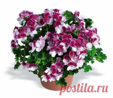 ПЕЛАРГОНИИ «АНГЕЛЫ» (Angel pelargoniums)

Многие цветоводы считают, что «Ангелы» относятся к сортосерии королевских пеларгоний. Но это не так. Первые настоящие «Ангелы» были получены английским цветоводом Лэнгли Смитом путем скрещивания королевской и курчавой пеларгоний. Случилось это в 1930-х гг. Позже новые сорта пеларгоний «Ангелов» выводились в процессе гибридизации внутри самой группы. 

От королевских пеларгоний «Ангелов» отличает более мелкий размер листьев и цветко...