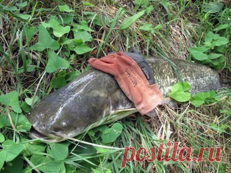 Впервые на сома с квоком