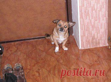 Пропала собака. Видели на ж/д вокзале 25.05.14, а последний раз на ул.Центральная Заводского района г.Минска. Помогите отыскать собаку. Отзывается на кличку Кенни. Обращаться по телефону 80295502097, 80295502102 (МТС). http://www.odnoklassniki.ru/profile/558880123573