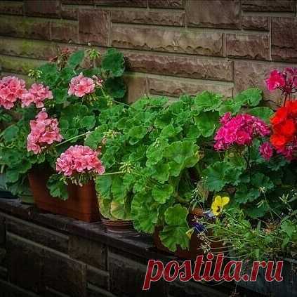 Цветение будет продолжаться практически круглый год! .Состав эликсира очень прост и доступен:Вода — 2,7 лДрожжи — 100 гСахар — 0,5 стаканаА вот, собственно, и...