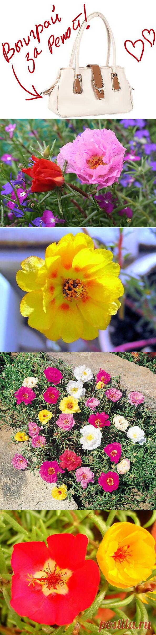 Знакомьтесь - портулак. Выиграйте стильную сумку от интернет-магазина Клуб Красоты, разместив любой пост с сайта 7dach.ru в Постиле. Чем больше постов - тем выше шансы. Розыгрыш состоится в понедельник, 16 декабря. В акции участвуют все посты, которые содержат этот текст и фото сумки!