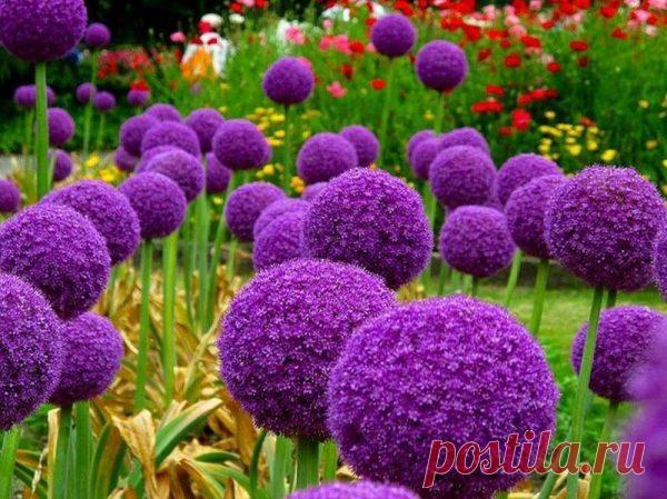 Их названия звучат, как слова заклинания. Но они так неотразимы!