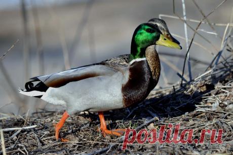 Мы с Тамарой ходим парой...