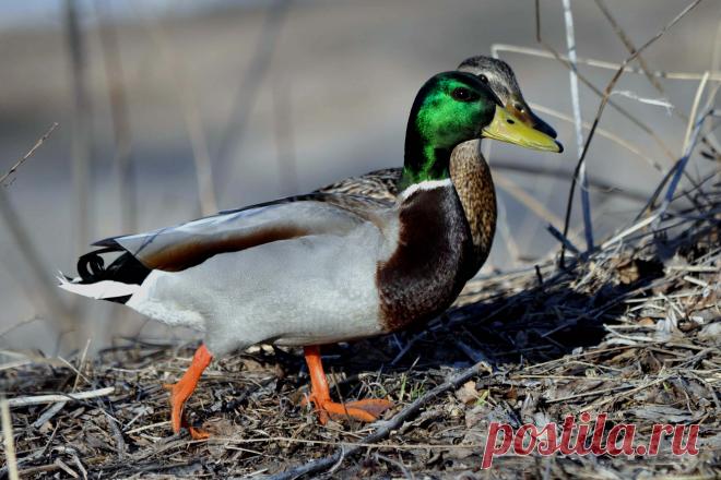 Мы с Тамарой ходим парой...
