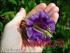 Кобея: как вырастить красавицу-лиану