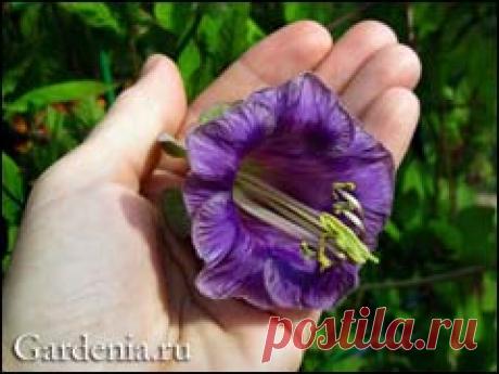 Кобея: как вырастить красавицу-лиану