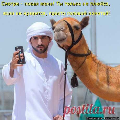 Котоматрица: Главная
