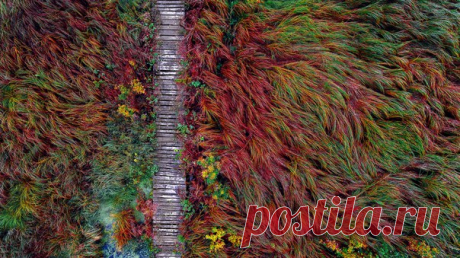 «Осенний холст». Пешеходная переправа через реку, которая проросла травой. Ревда, Свердловская область. Автор фото – Михаил: nat-geo.ru/photo/user/340404/