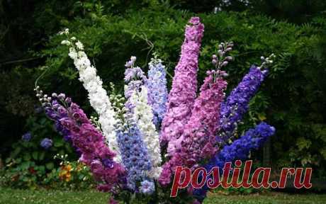 Выращивание рассады дельфиниума из семян