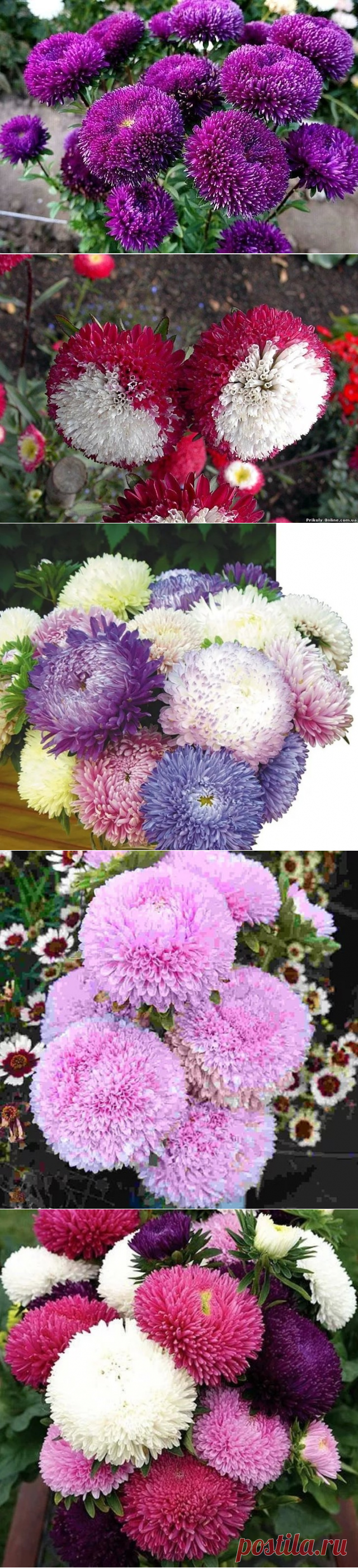 (99) Одноклассники