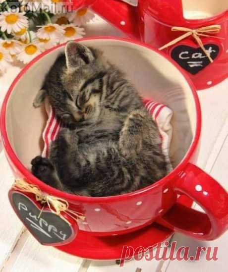 Котик в чашке! | KotoMail.ru