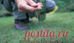 Как посеять газонную траву правильно: правила и сроки
