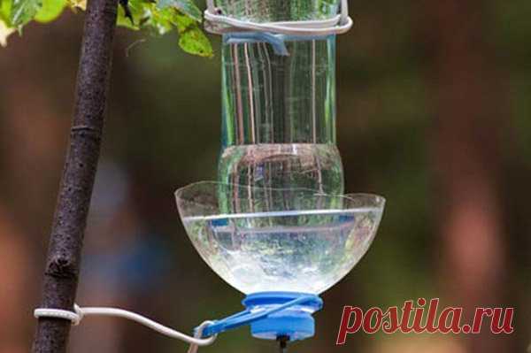 Кормушки и поилки для попугаев: виды, фото, сделать своими руками