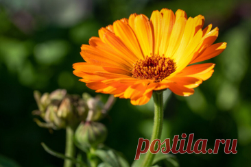 🌿 Как сеять календулу под зиму - Сад и огород Календула