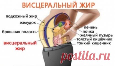 Как эффективно избавиться от висцерального жира Как быстро и эффективно избавиться от висцерального жира? Отличия подкожного и висцерального жиров? Методы устранения лишнего жира. Разбираемся с estet-portal.com