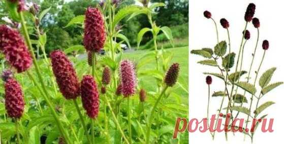 Кровохлебка лекарственная (Sanguisorba officinalis) | Рецепты народной медицины