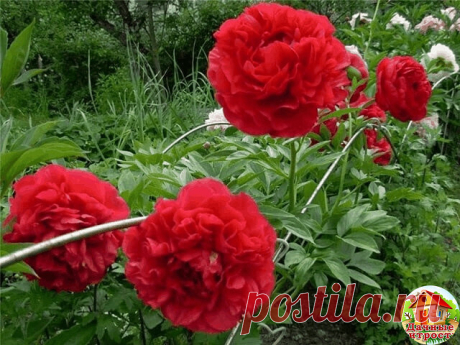 ЭТАПЫ ВНЕСЕНИЯ УДОБРЕНИЙ ДЛЯ ПИОНОВ
1 этап - как только появятся молодые ростки, залейте в ямку у корней раствор аммиачной селитры (15 г. на 10 л. воды). 2 и 3 этап - на стадии появления бутонов и на стадии их цветения внесите 7-8 г. аммиачной селитры, 5-6 г. калийной соли и 10-12 г. суперфосфата.
4 этап - когда цветение уже закончится, внесите 5-6 г. калийной соли и 10-12 г. суперфосфата.
#пионы #удобрения #сад #полезности #ДачныеХитрости