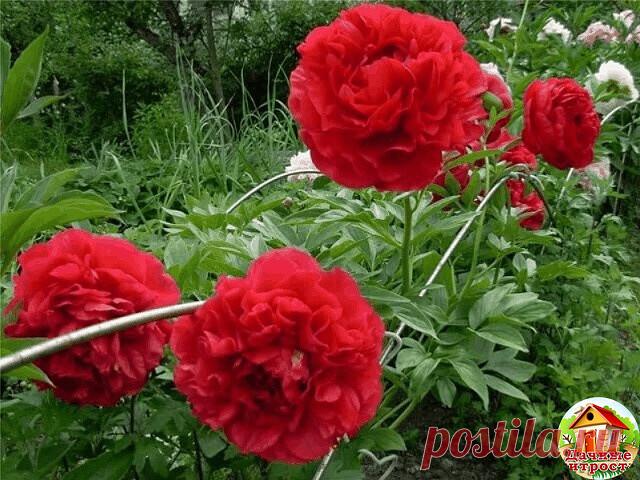 ЭТАПЫ ВНЕСЕНИЯ УДОБРЕНИЙ ДЛЯ ПИОНОВ 
 
1 этап - как только появятся молодые ростки, залейте в ямку у корней раствор аммиачной селитры (15 г. на 10 л. воды). 2 и 3 этап - на стадии появления бутонов и на стадии их цветения внесите 7-8 г. аммиачной селитры, 5-6 г. калийной соли и 10-12 г. суперфосфата. 
4 этап - когда цветение уже закончится, внесите 5-6 г. калийной соли и 10-12 г. суперфосфата.



#пионы #удобрения #сад #полезности #ДачныеХитрости