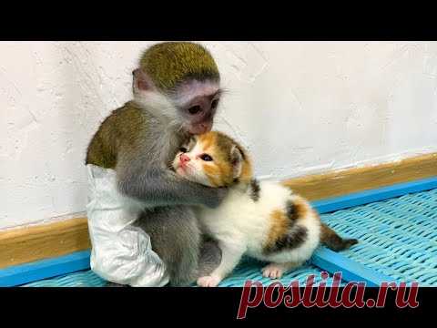 Малышка обезьяна Сьюзи волнуется, чтоб котенок потеряется без мамы кошки