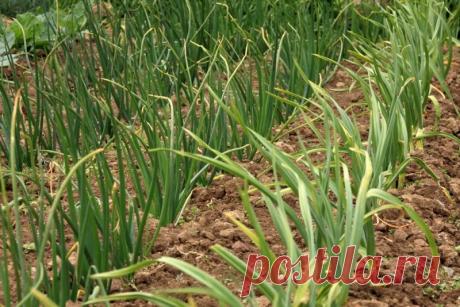 Пара ухищрений стоит щедрого урожая. Как правильно сажать лук-севок? | Огородные шпаргалки | Пульс Mail.ru Добрый день, мой читатель. Сочную мякоть лука добавляют в блюда из рыбы и мяса, его зелеными перьями украшают супы и салаты.